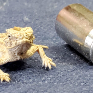 Special Listing For Federico